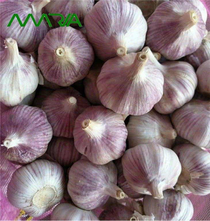 2022 Nieuw gewas knoflook